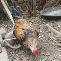 خروس...|حیوانات مزرعه|بروجرد, |دیوار