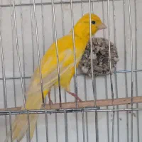 قناری نر