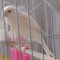 قناری ماده آماده