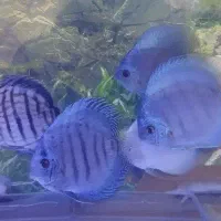 گله ده عددی دیسکس زیبا و سالم