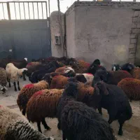 با سلام تعداد ۲۹ راس میش قزل افشار جوان هترو آبستن|حیوانات مزرعه|اصفهان, دانشگاه اصفهان|دیوار