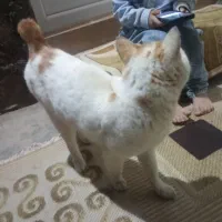 گربه خونگی|گربه|صائین قلعه, |دیوار