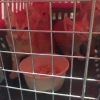 واگذاری گربه|گربه|اهواز, مجاهد|دیوار