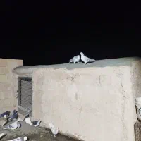 شیر سبز،شیر مگسی،تاقدوم ایدی