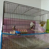 فنچ کرواتی نرگسی بنگالی