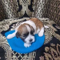 پاپی|سگ|فولادشهر, B9|دیوار