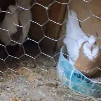 کفتر رنگی|پرنده|سرخنکلاته, |دیوار