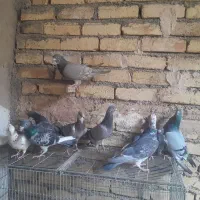 کبوتر دسته پلاکی