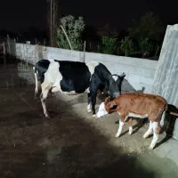 گاو با گوساله|حیوانات مزرعه|رضوانشهر, |دیوار