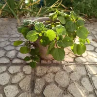 گل گوشواره ای زیبا|گل و گیاه طبیعی|اصفهان, طامه|دیوار