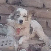 سگ پا کوتاه۲ تا هستن|سگ|رفسنجان, |دیوار