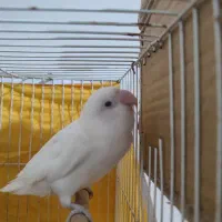 سه عدد طوطی برزیلی|پرنده|اشتهارد, |دیوار