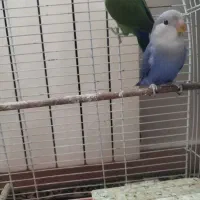 طوطی برزیلی ۴ ماهه