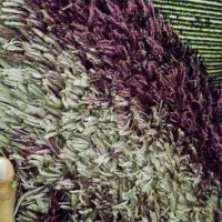 فرش ۴متری ماکارونی