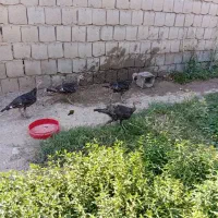 بو قلمون