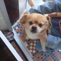 سگ پاکوتاه نر