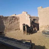 دوراس بز زاییده چاق بزغاله درشت|حیوانات مزرعه|یونسی, |دیوار