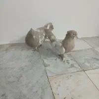 کبوتر سینه ای