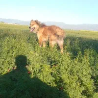 سگ گله|سگ|اردبیل, |دیوار