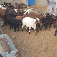 میش زاییده افشار اصفهان