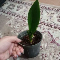 گل بخر از 30تومن تا300|گل و گیاه طبیعی|یزد, |دیوار