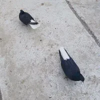 کفتر دم سفید