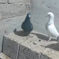 با سلام چند عدد کفتر|پرنده|گنبد کاووس, |دیوار