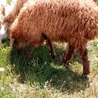 بره اصیل مغانی نروماده خیلی سالم