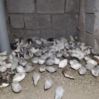 بلدرچین مینیاتوری مولد