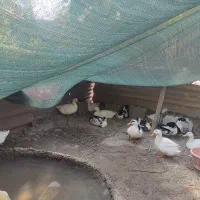 تخم مرغ و اردک|حیوانات مزرعه|اندیمشک, |دیوار