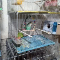 پرنده زینتی|پرنده|بوکان, |دیوار