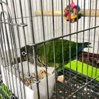 طوطی گرینچیک سخنگو رام دستی  معاوضه با سهره قرص|پرنده|باغستان, |دیوار