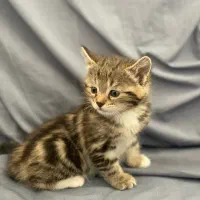 بریتیش بنگال