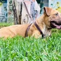 سگ ماده پیت بول