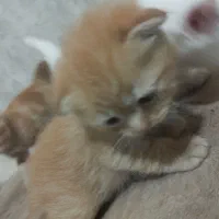 اسکاتیش و پرشین طلایی|گربه|تبریز, |دیوار