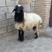 یک قوچ عربی اصیل در شادگان