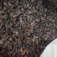 کشمش اصل ملکان