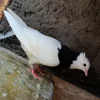 طوقی ماده پاک