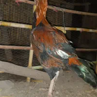 خروس لاری جوان وسالم|حیوانات مزرعه|علیآباد کتول, |دیوار