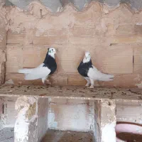 یک جفت طوقی سیاه واکسی