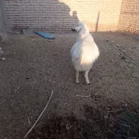 میش دورگ|حیوانات مزرعه|بردسیر, |دیوار