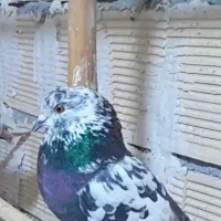 تهرانی ساعتی الشتر