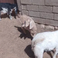 کهره چاق ، بز کهره دار|حیوانات مزرعه|نیریز, |دیوار