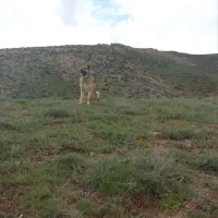 سگ سرابی ذات قدیم