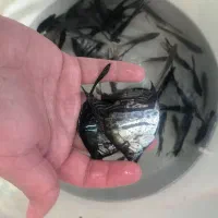 ماهی گلو فیش و انواع ماهی ولوازم|ماهی|شاهینشهر, فردوسی|دیوار