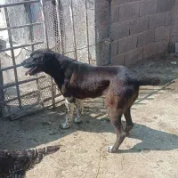 سگ ماده نژاداصیل