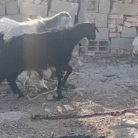 فروش ۴ تا بز