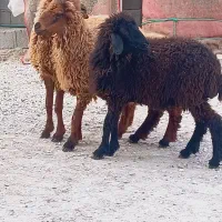 بزندیل میش وبزنر