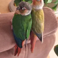 جفت فول رام گرینچیک.عروس هلندی راهب