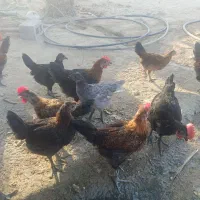 جوجه خروس